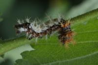 Polygonia c-album
