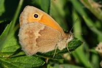 Coenonympha pamphilus