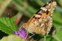 Vanessa cardui