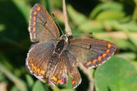 Aricia agestis