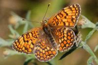 Melitaea phoebe