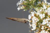 Maniola jurtina