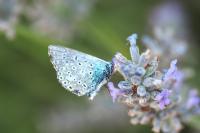 Polyommatus icarus