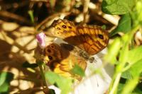 Lasiommata megera