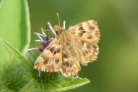 Carcharodus alceae