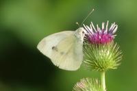 Pieris rapae