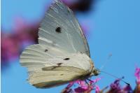 Pieris rapae