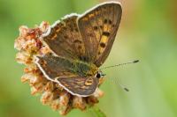 Lycaena tityrus