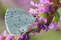 Celastrina argiolus