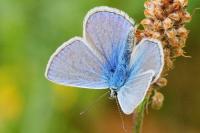 Polyommatus icarus