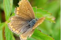 Polyommatus icarus