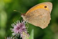 Maniola jurtina