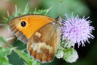Pyronia tithonus