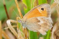 Coenonympha pamphilus