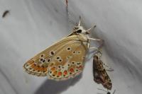 Aricia agestis