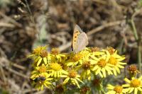 Lycaena phlaeas
