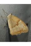 Maniola jurtina