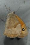 Maniola jurtina