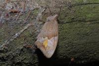 Maniola jurtina