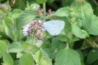 Celastrina argiolus