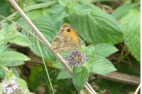 Pyronia tithonus