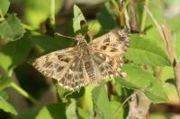 Carcharodus alceae
