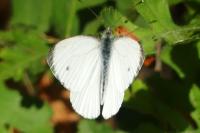 Pieris napi