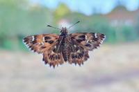 Carcharodus alceae