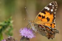 Vanessa cardui