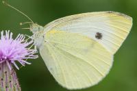 Pieris rapae