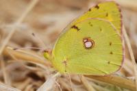 Colias crocea
