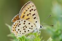 Lycaena tityrus