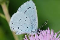 Celastrina argiolus