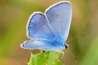 Polyommatus icarus