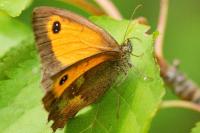 Pyronia tithonus