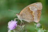 Maniola jurtina