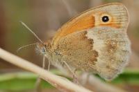 Coenonympha pamphilus