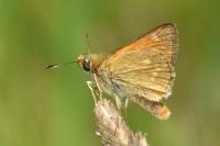 Ochlodes sylvanus
