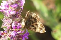Carcharodus alceae