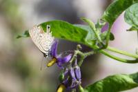 Leptotes pirithous