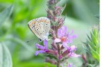 Aricia agestis