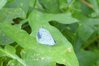 Celastrina argiolus