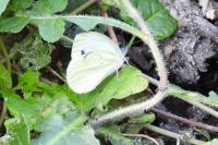 Pieris napi