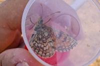 Melitaea parthenoides