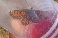 Melitaea parthenoides