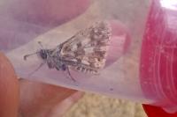 Pyrgus armoricanus