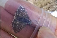 Pyrgus armoricanus