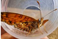 Melitaea phoebe