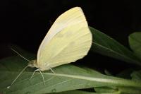 Pieris rapae