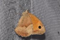 Maniola jurtina